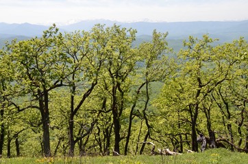 Лес в горах Адыгеи, Россия.