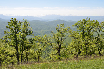 Лес в горах Адыгеи, Россия.