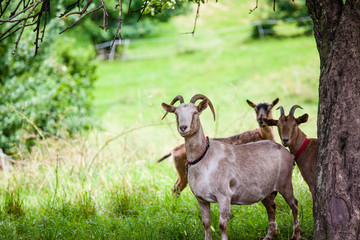 Geißböcke lugen hinter Baumstamm hervor