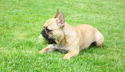 chien bouledogue français, jouant à la balle