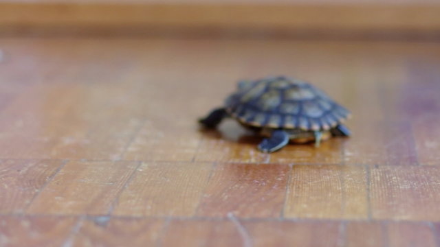 pond slider.terrapin terrapin.	slider turtle 