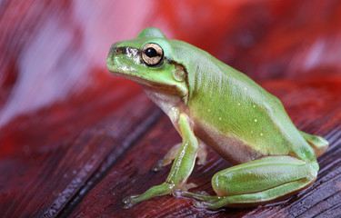 Green frog on red background