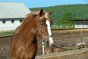 Naklejka premium Horse