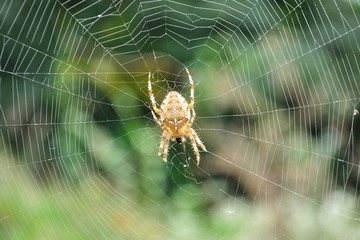 Detail view of Cross spider (Araneus diadematus)  in its web