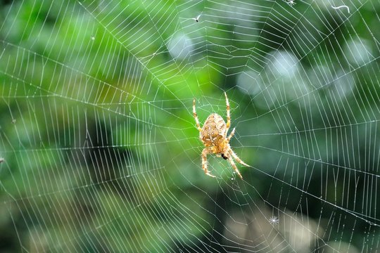 Detail view of Cross spider (Araneus diadematus)  in its web