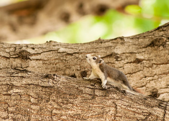Curious squirrel in the  park.