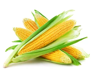 Fotobehang An ear of corn isolated on a white background © Maks Narodenko