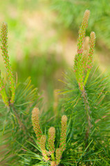 Young cones of spruce
