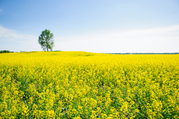 Fototapeta premium field and tree