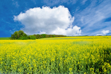 Obraz premium field of yellow rapeseed