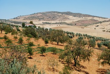 Fototapeta na wymiar Gaje oliwne, Andaluzja, Hiszpania ? Arena Zdjęcie UK