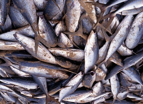Freshly caught fish on beach, Tobago &copy; Arena Photo UK