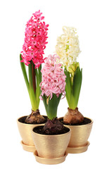 hyacinth flower buds on the white background