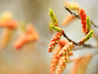 Birch buds in spring