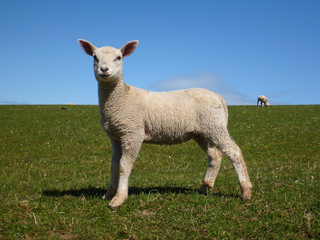 Fototapeta premium Lamb in a field