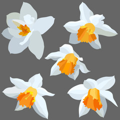Narcissus isolated.