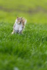 Cute squirrel