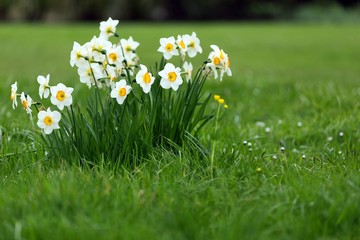 Daffodils bunch