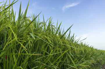 Close up of paddy rice with blue sky background.