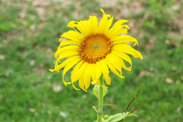 Sunflower in nature