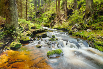 The river in the forest - HDR