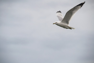 Seagull 4