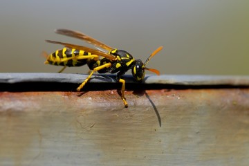 Bee