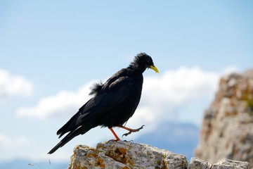 Crow