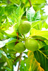 breadfruit