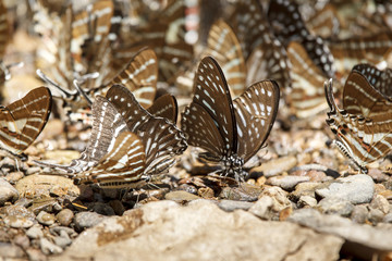 Black Rajah butterfly on the stone