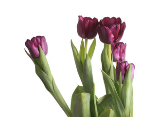 purple tulips