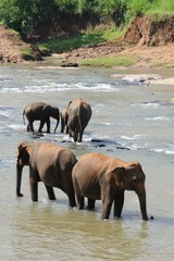 Elephant bathing in the river