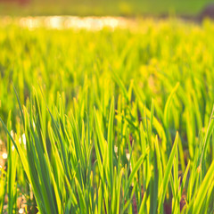 Fresh Grass Field Landscape View. Green Eco Background
