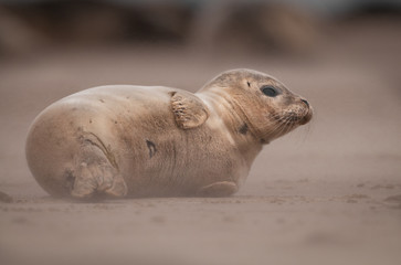 Naklejka premium Baby Seal