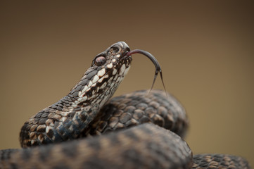 Snake