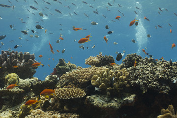 Fototapeta na wymiar On Top of the Reef