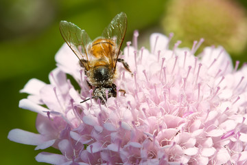 Macro of bee sitting on purple flower
