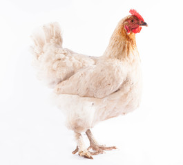 White chicken