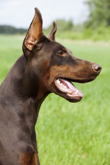 brown doberman