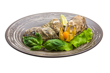 Fresh oyster