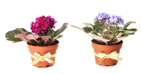 Bright saintpaulias in flowerpots, isolated on white