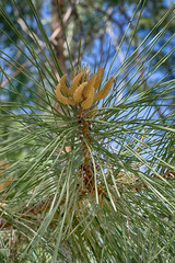 Молодые шишки сосны © nikolaydonetsk
