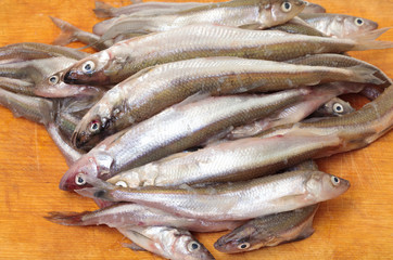 Fresh smelts fish