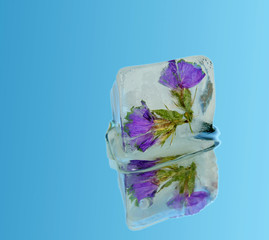Ice cube with flowers, on blue background