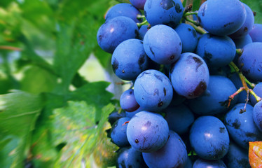 ripe grapes