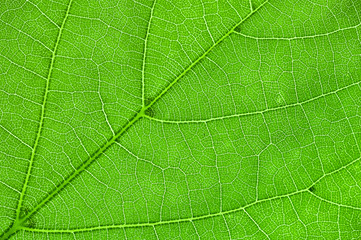 Fototapeta na wymiar inside of the leaf
