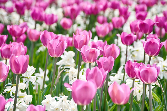 Field full of Spring flowers | Tulips