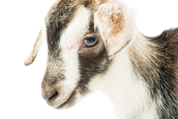 baby goat head