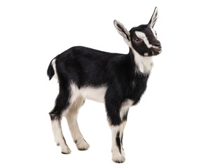 little goat © ksena32
