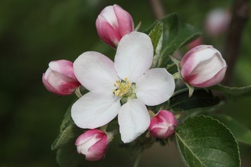 Naklejka na ściany i meble Flower of apple tree. Macro.